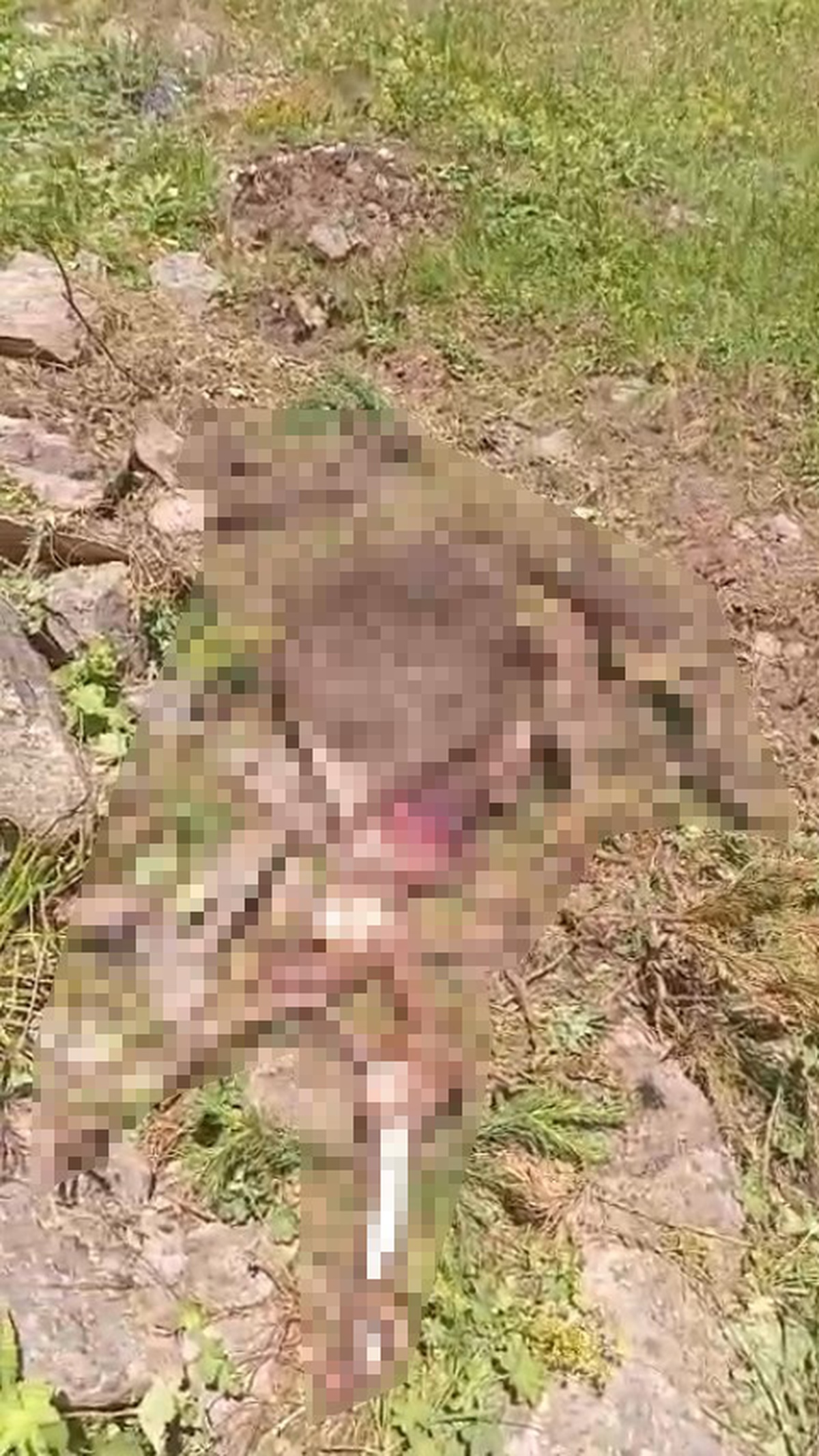 Gümüşhane'de kaybolan ineği ayı parçaladı