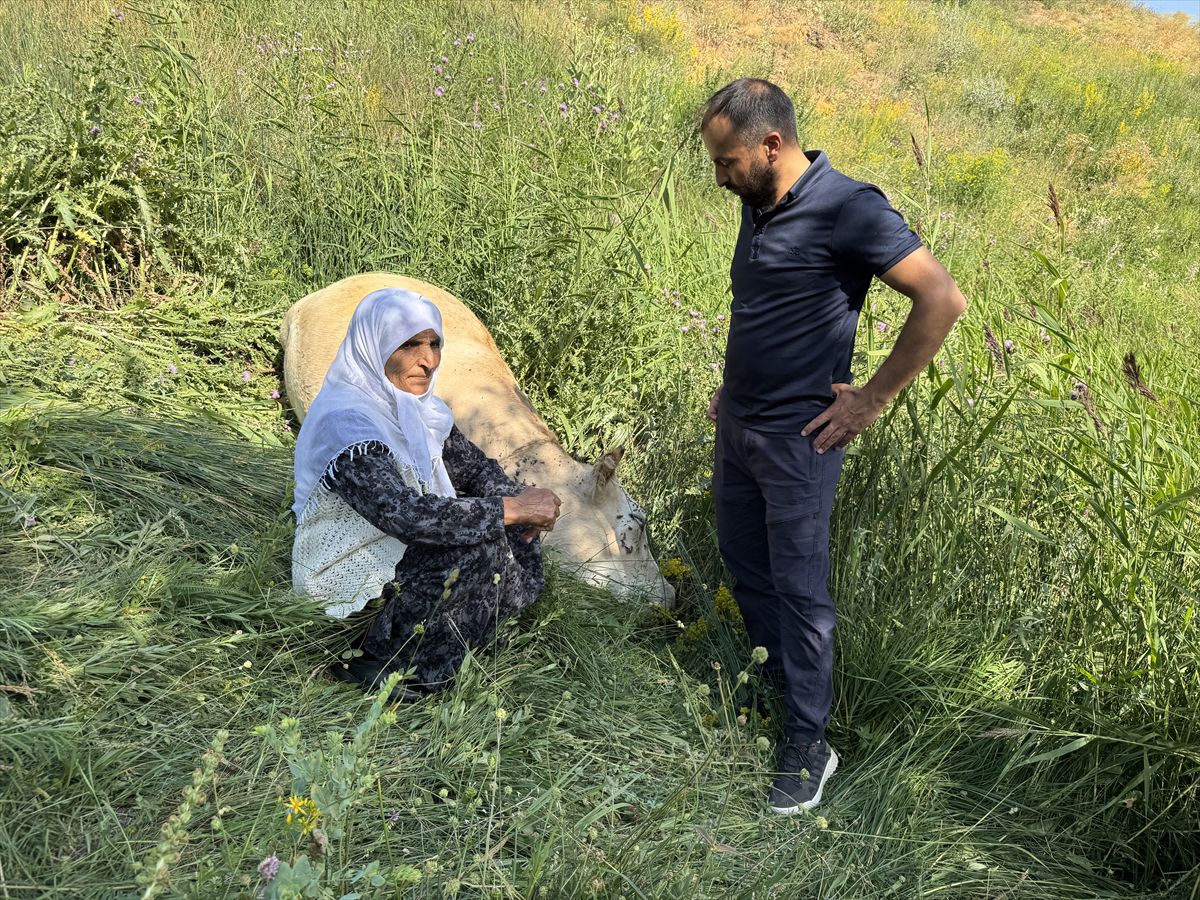 Hakkari'de ineği telef olan bir kadına yeni inekler ve buzağılar hediye edildiği an.