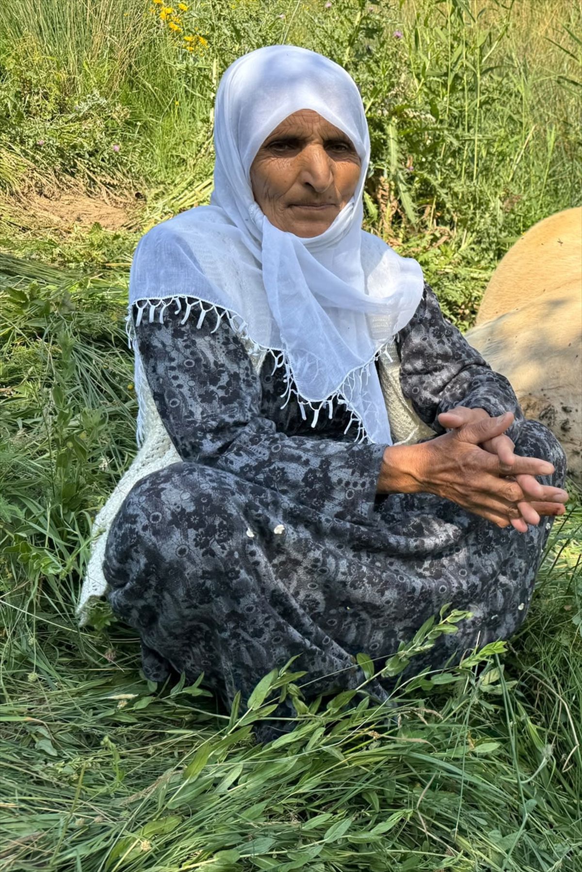 Yüksekova'da 7 çocuk annesi kadının ineği uçurumdan yuvarlandı: Büyük üzüntü