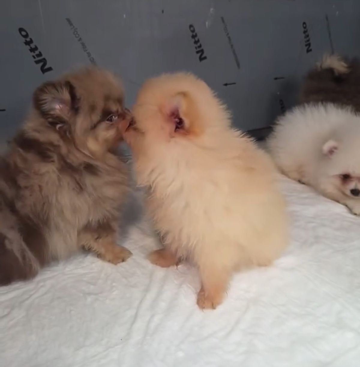 Kapıkule'de kaçak köpek operasyonu