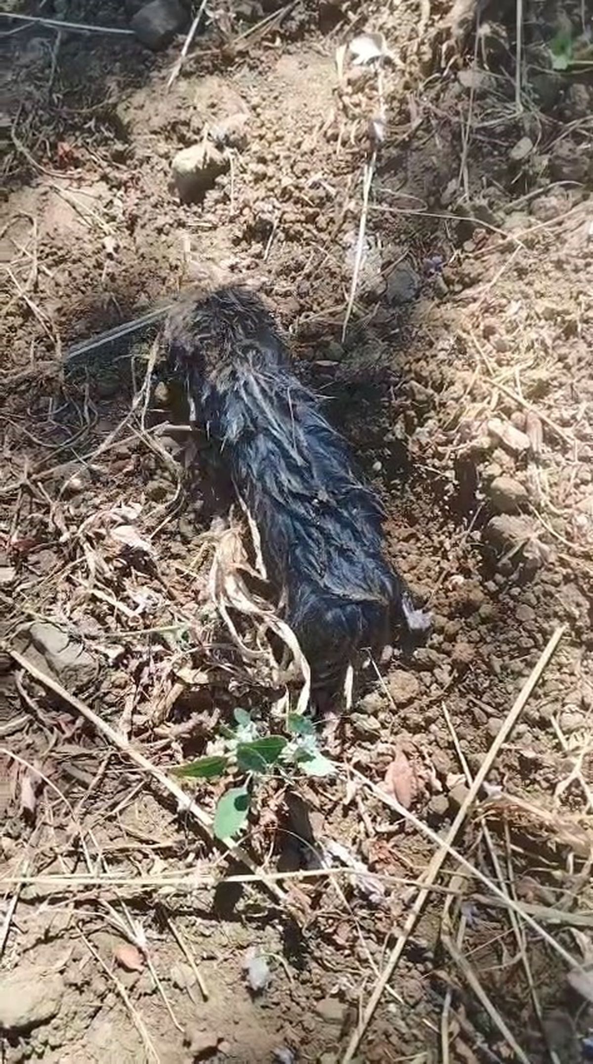 Elazığ'da köstebek sanıldı, kör fare çıktı