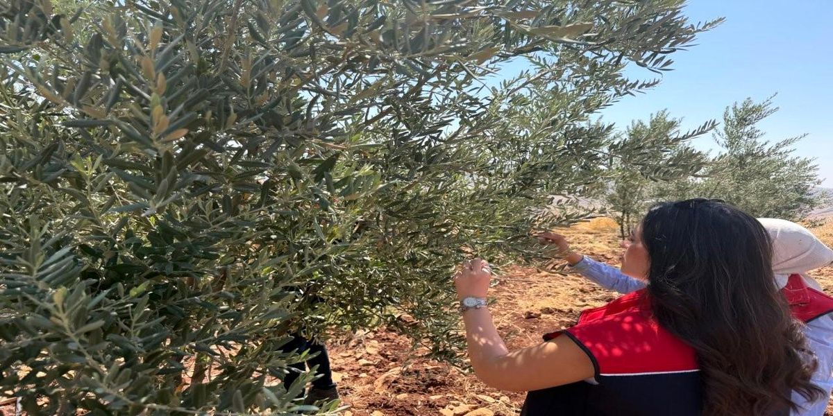 Şırnak'ta zeytin bahçelerinde inceleme yapan Tarım ve Orman Müdürlüğü ekipleri.