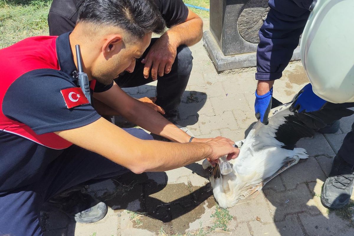 Sivas'ta aşırı sıcak leyleğe baygınlık geçirtti: Yardımına itfaiye koştu