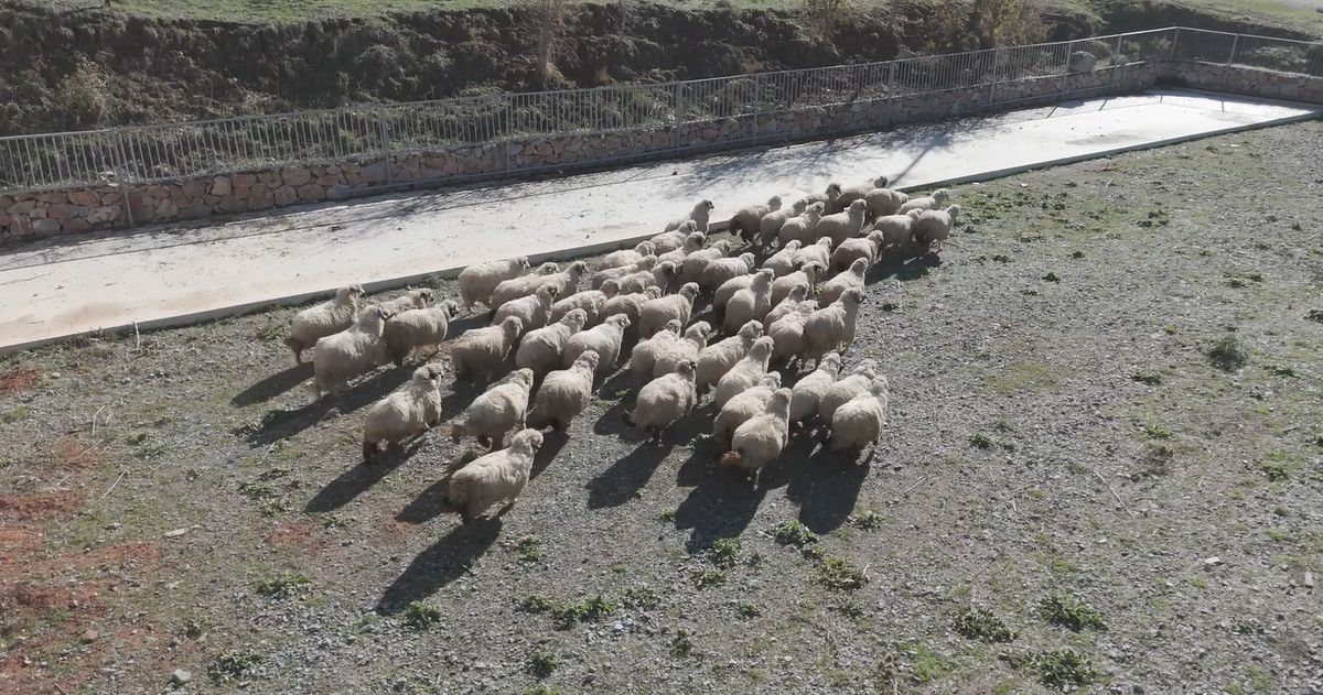 TOGÜ Rektörü Yılmaz: Tescilli Karayaka ırkını geleceğe taşıyoruz