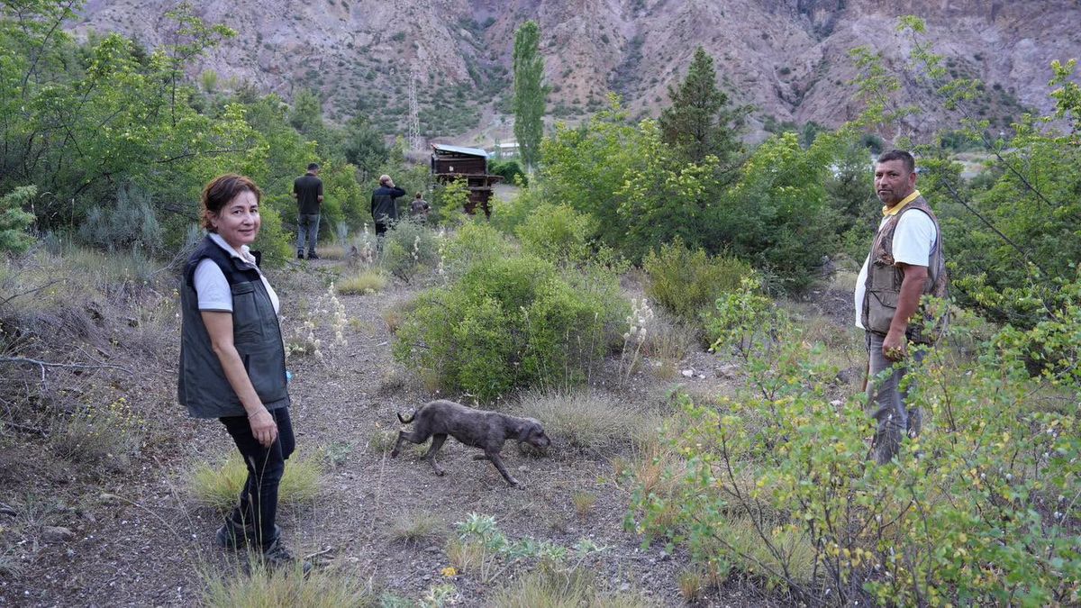 Artvin'de trüf mantarı arama eğitiminde eğitmen ve köpekler