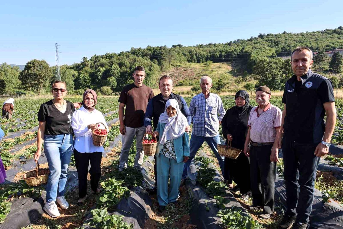 Bilecik Valisi Faik Oktay Sözer, Ulupınar Köyü'nde huzurevi sakinleriyle birlikte çilek toplarken çekilmiş bir fotoğraf.
