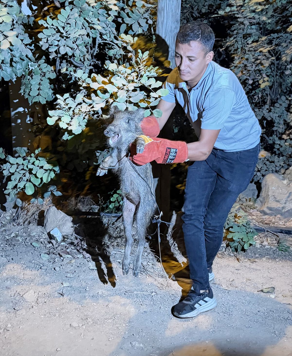 Alanya'da yaralı halde bulunan domuz yavrusu tedaviye alındı