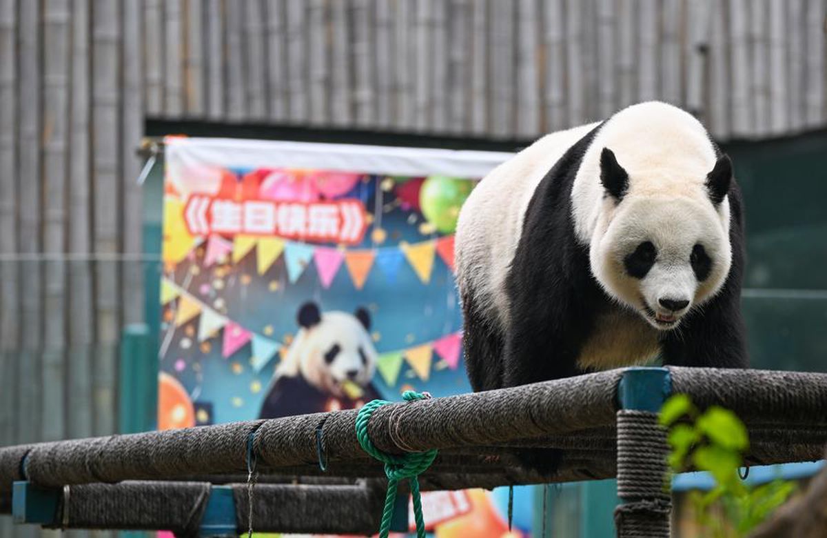 Tianjin Hayvanat Bahçesi Dev Panda Xi Le'nin 13. Doğum Gününü Kutladı
