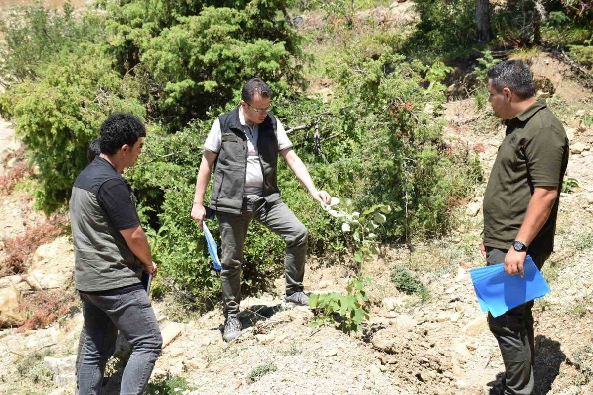 Andırın'da 3 yılda 2 bin 380 kestane ve ıhlamur fidanı toprakla buluşturuldu