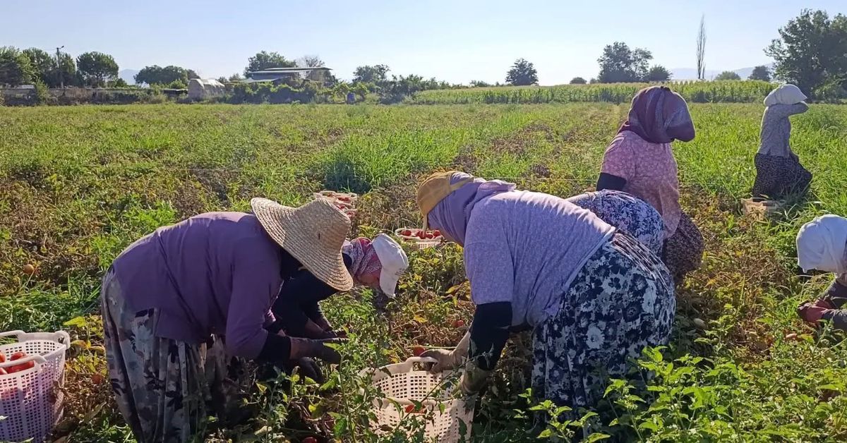 Aydın'da Domates Hasadı Tüm Hızıyla Devam Ediyor