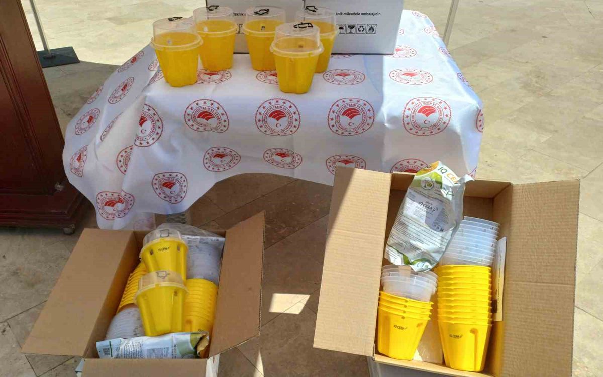 Aydın'da Akdeniz Meyvesineği ile Biyoteknik Mücadele: 13 Bin 600 Tuzak Dağıtıldı