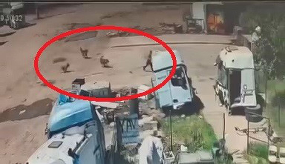 Silopi'de başıboş köpeklerin saldırdığı çocuğu babası ve amcası kurtardı