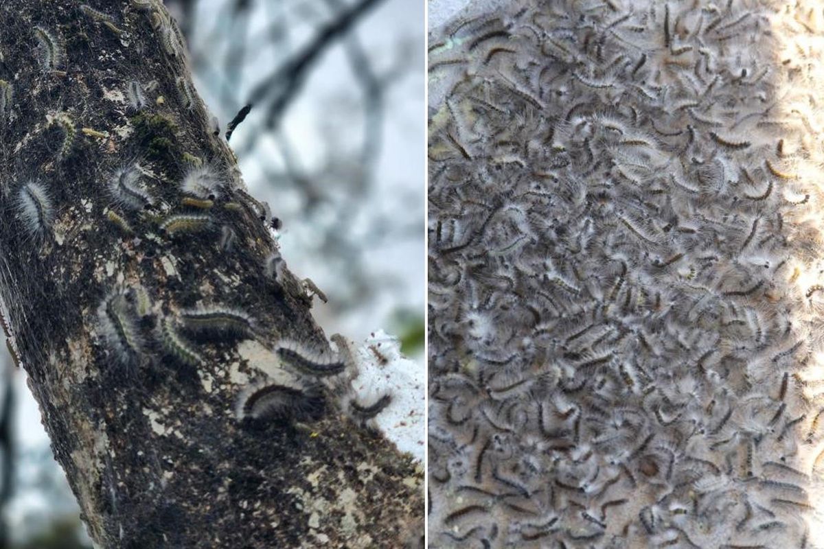 Karadeniz'de yeni istila! Görüntüler tedirgin etti