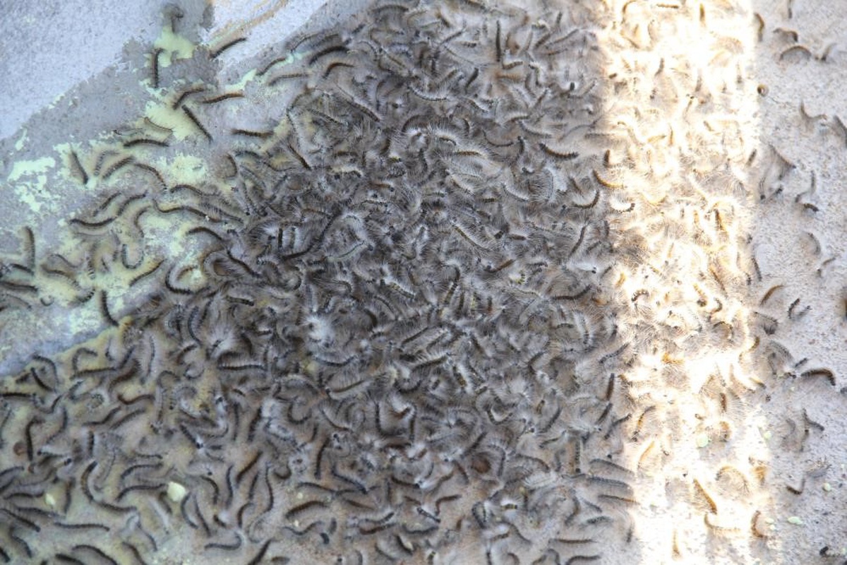 Doğu karadeniz’de ’istilacı böcek’ alarmı