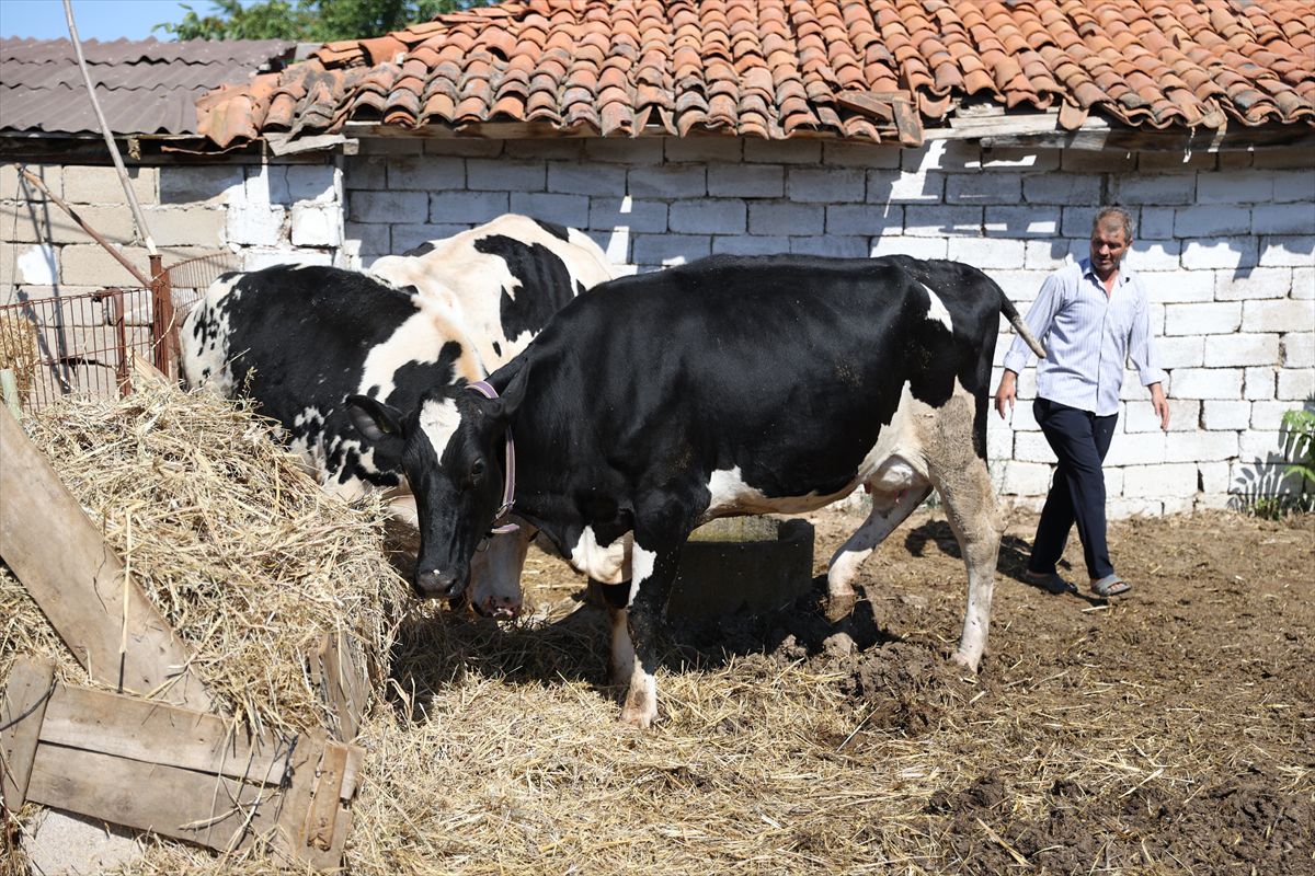 Eski hükümlüye devlet desteğiyle hayvancılık