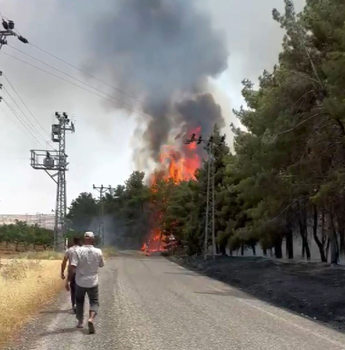 Gaziantep'te orman yangını kontrol altında
