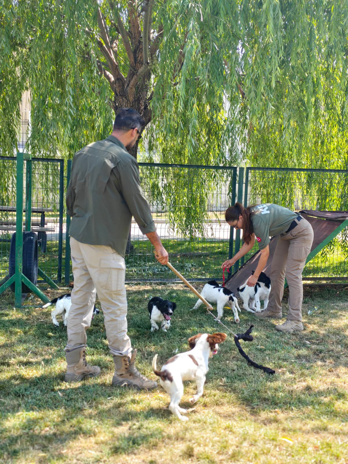 Gümrüklerin Yeni Muhafızları: Springer Spaniel Yavruları Göreve Hazırlanıyor