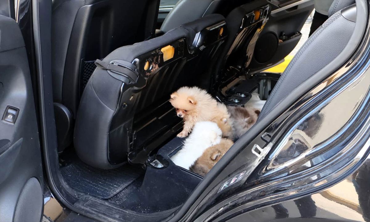 Kapıkule'de Koltuğa Gizlenmiş 5 Yavru Köpek Ele Geçirildi
