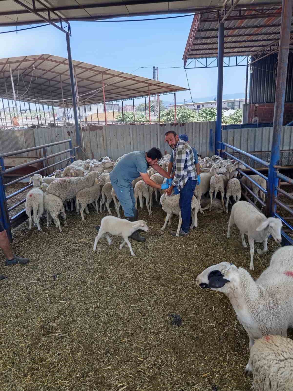 Köşk'te Küçükbaş Hayvanlar İçin Aşılama ve Küpeleme Çalışmaları Sürüyor