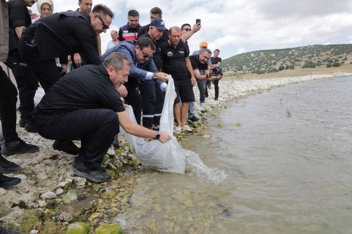 Kütahya'da Porsuk Barajı Göleti'ne balık yavruları bırakılıyor.