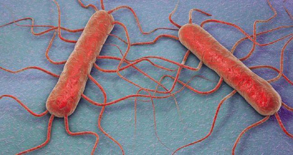 Listeria bakterisi nedir, nasıl oluşur? Listeria bakterisi ne yapar, nelerde bulunur? Listeria bakterisi çıkan marka hangisi?
