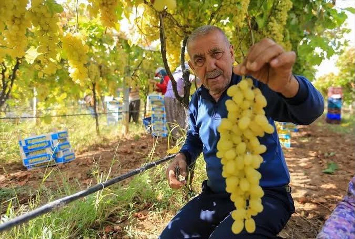 Sarıgöl'de erkenci üzüm hasadı başladı: Başkandan uyarılar ve TMO çağrısı