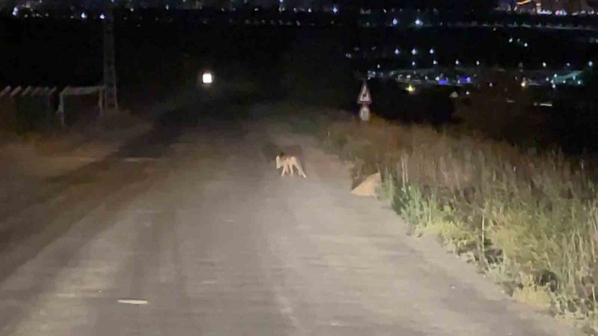 Sivas'ta Yol Kenarında Tilki Görüntülendi