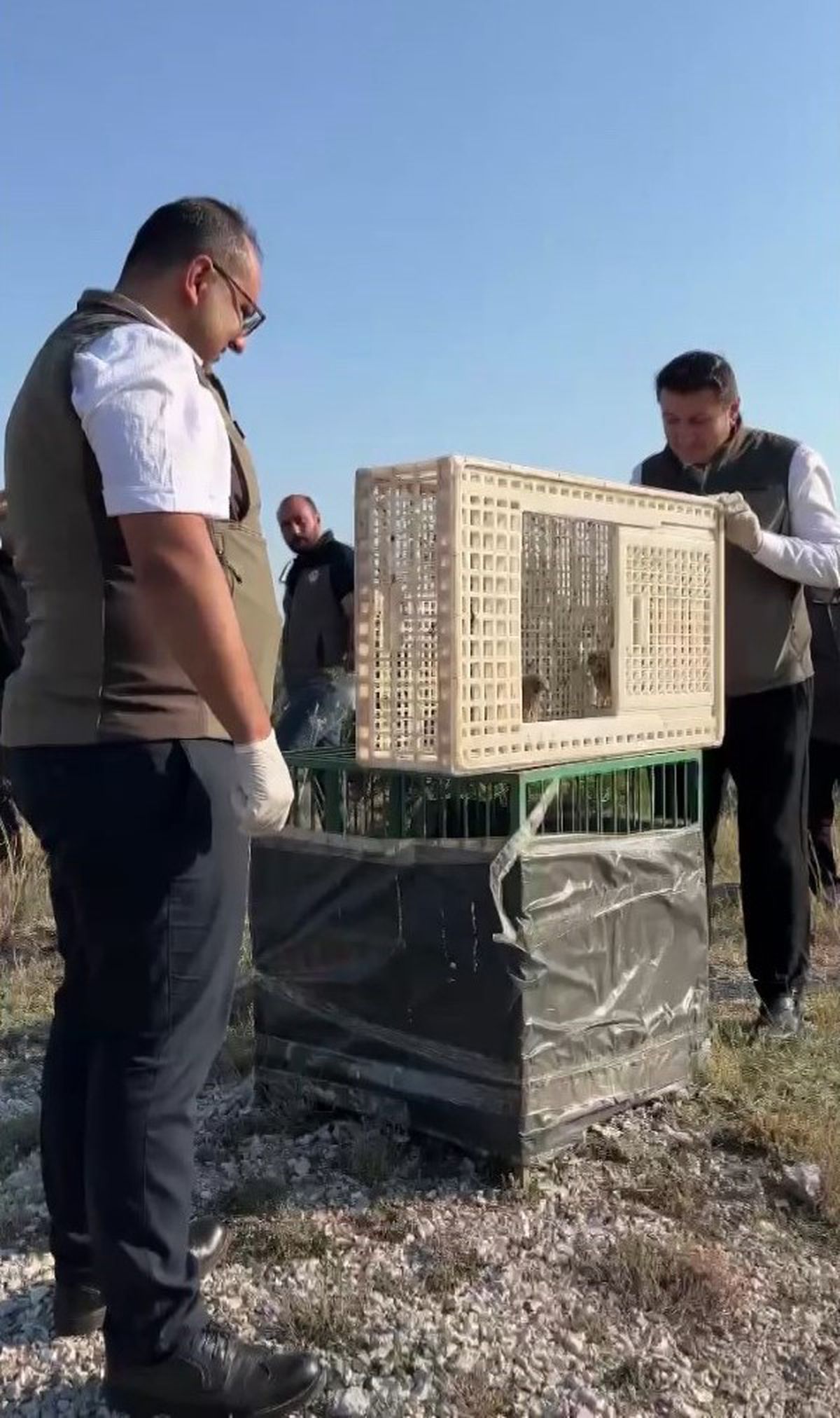 Kerkenez Yavruları Doğaya Döndü