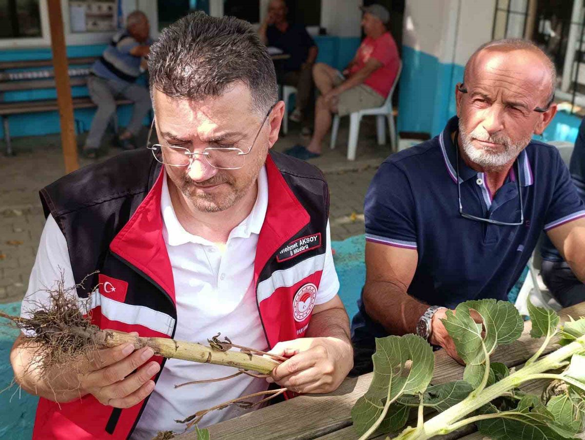 Tekirdağ'da dolu yağışı sonrası hasar gören tarım arazileri.