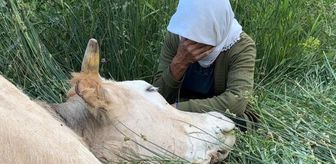 Türkiye'nin gündemine oturan teyzenin yüzünü güldürdüler