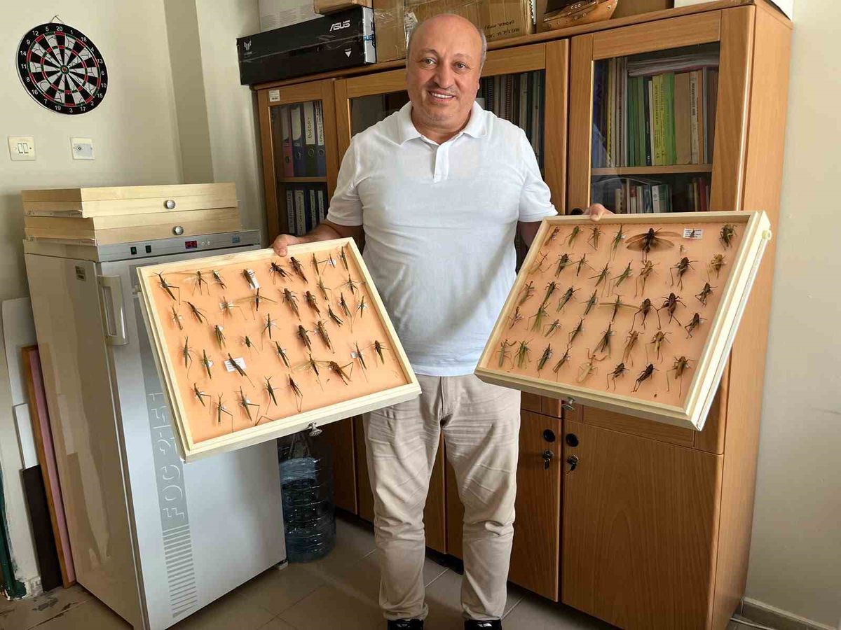 Ondokuz Mayıs Üniversitesi'nden Prof. Dr. İslam Saruhan'ın çekirgelerle ilgili açıklaması.