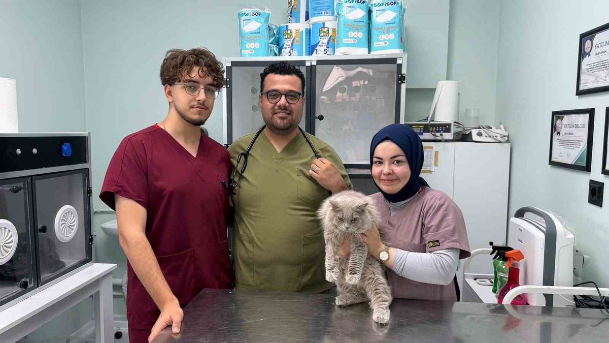 Sokak kedisi veteriner kliniğini birbirine kattı