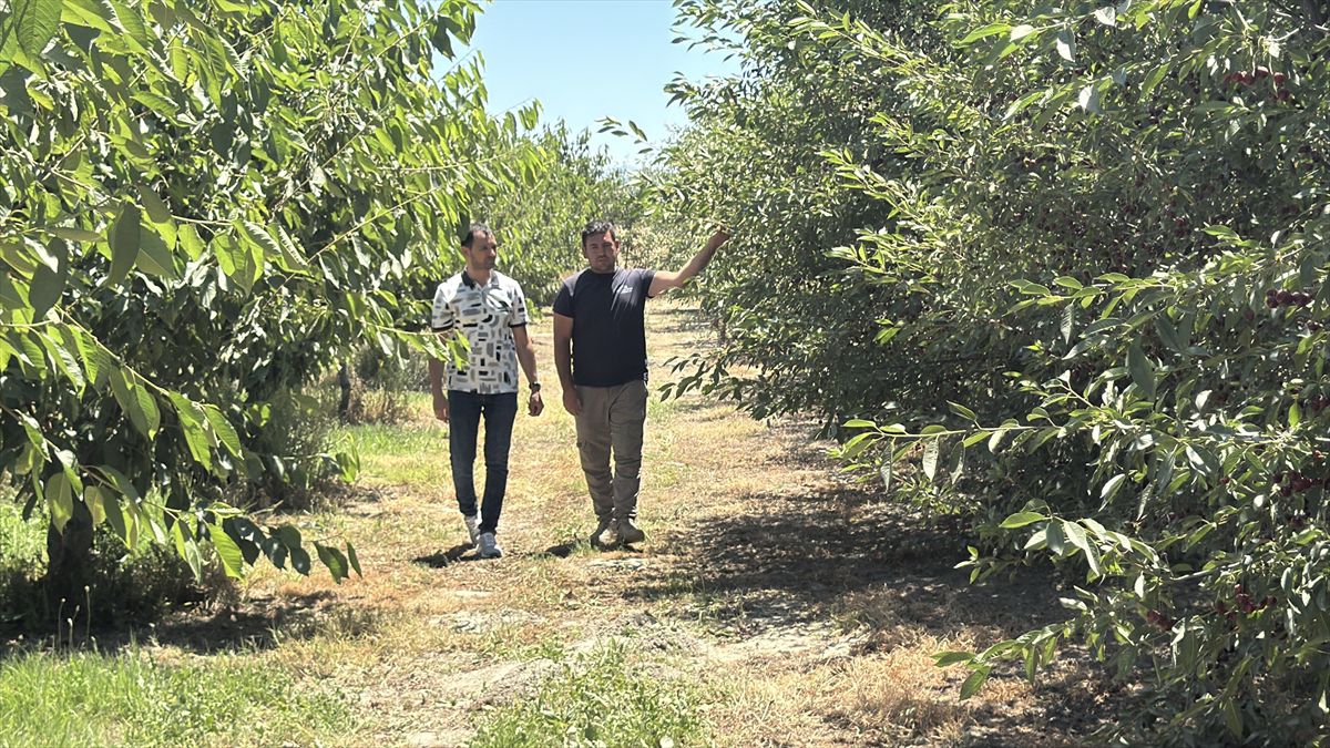 Afyonkarahisar'ın tescilli vişnesi yurt içinden ve dışından yoğun talep görüyor