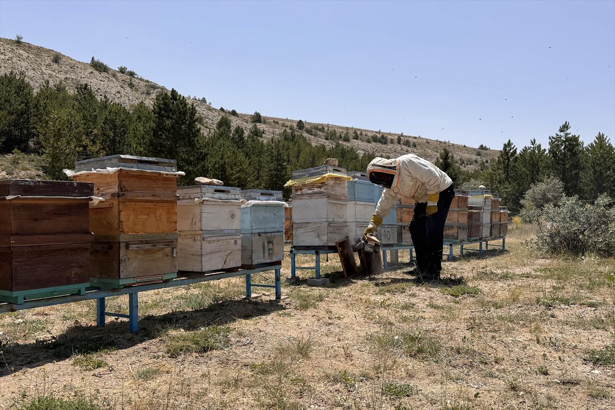 Endemik bitkilerden beslenen arılar, Özvatan balına lezzet katıyor