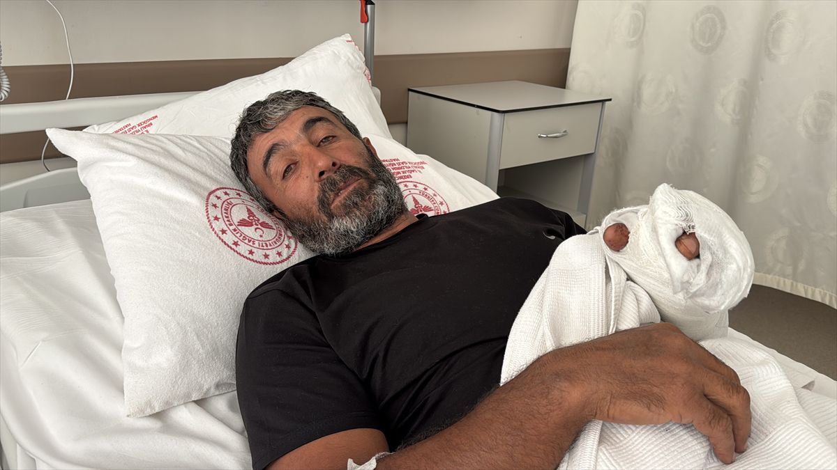 Erzincan'da ayı saldırısına uğrayan kişi yaralandı