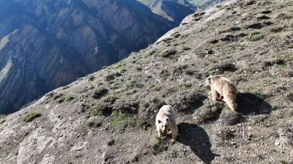 Erzincan'da ayı saldırısı sonucu yaralanan bir kişinin hastaneye kaldırıldığı an.