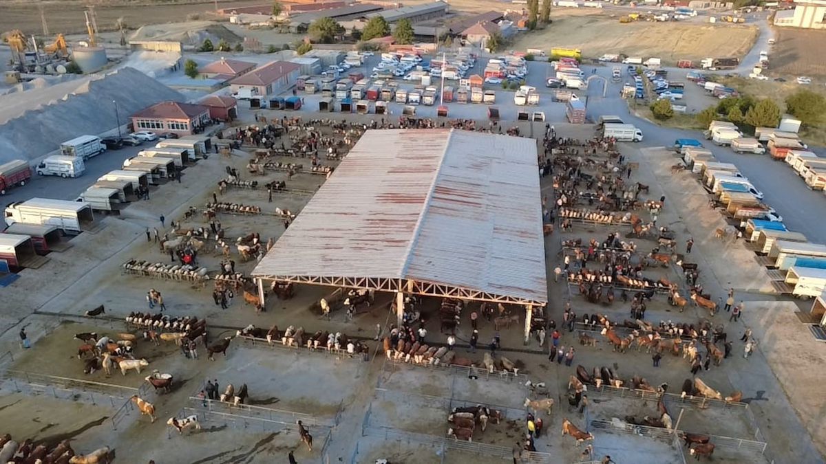 Hayvan fiyatları düşüşte, besiciler ‘Tam alım zamanı’ diyor
