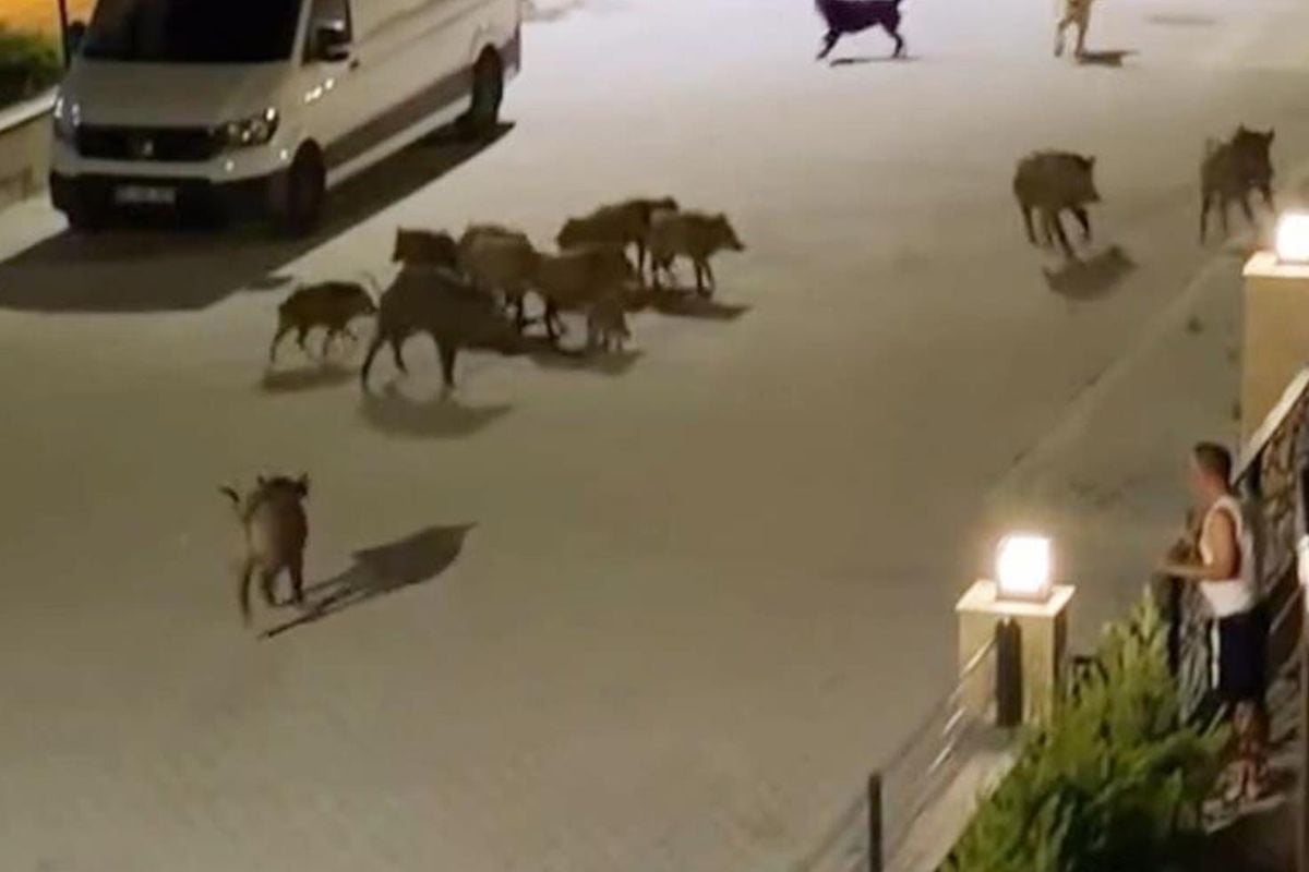 Serengeti değil Türkiye'nin tatil cenneti! Çığlıklarını duyan sürü yardıma koştu