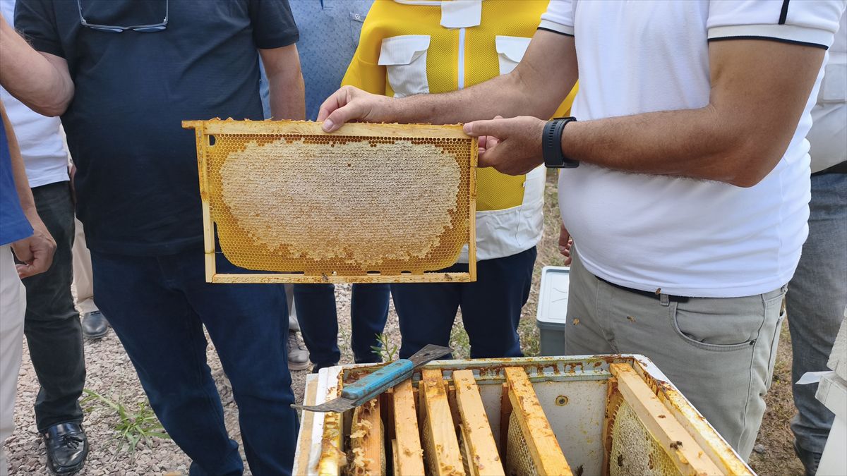 Karabük'te coğrafi tescilli Yenice ıhlamur balında hasat başladı