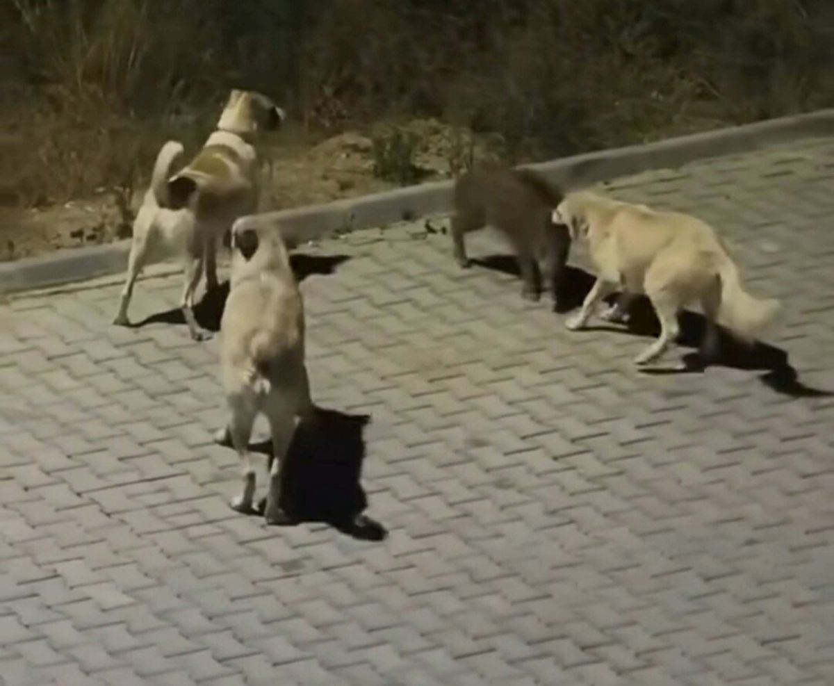 Kuşadası’nda başıboş köpekler yavru yaban domuzuna saldırdı; o anlar kamerada