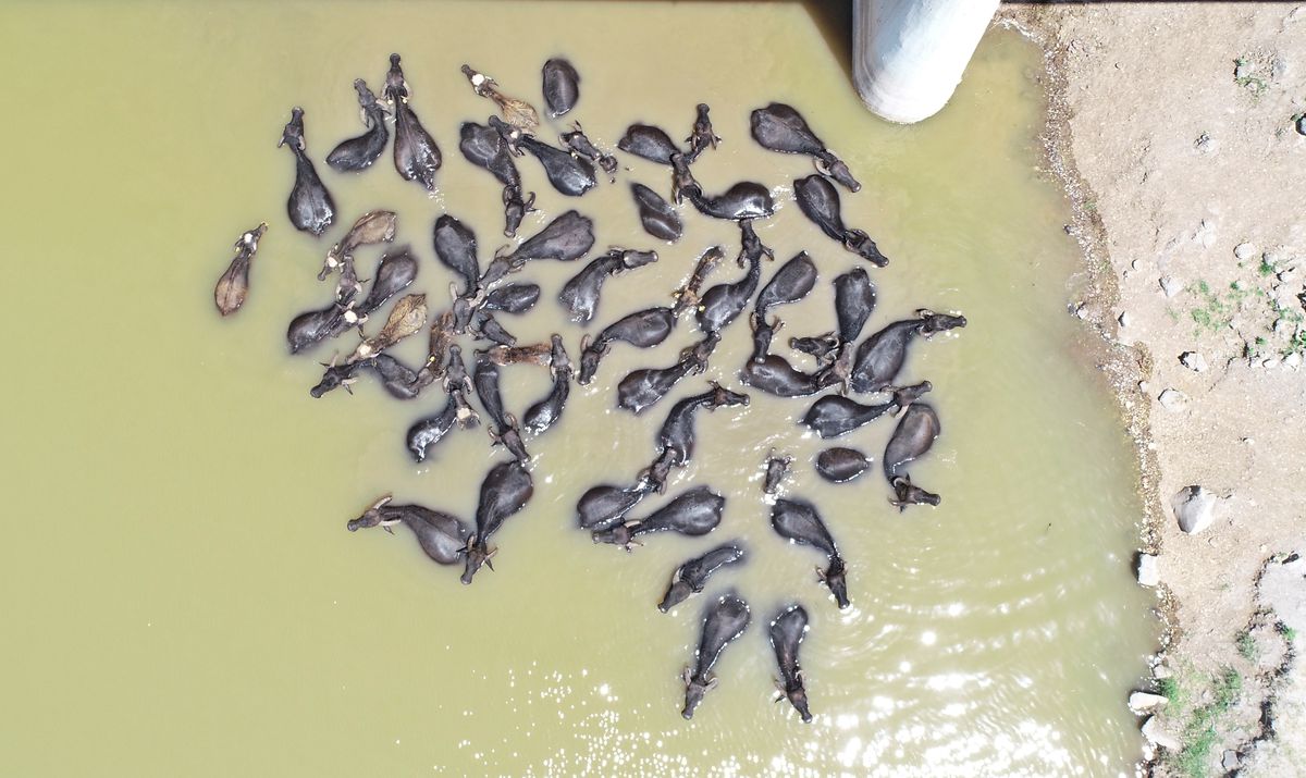 Mandalarını çayda serinletiyor