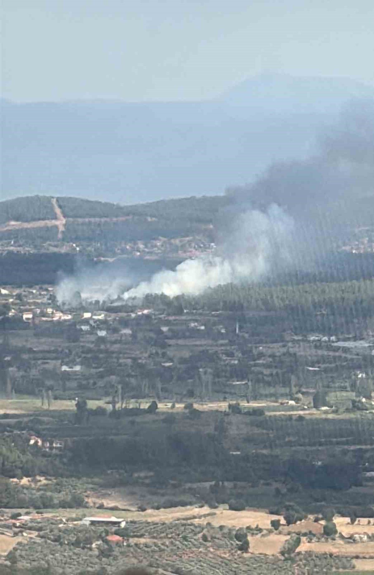 Muğla Menteşe’de orman yangını