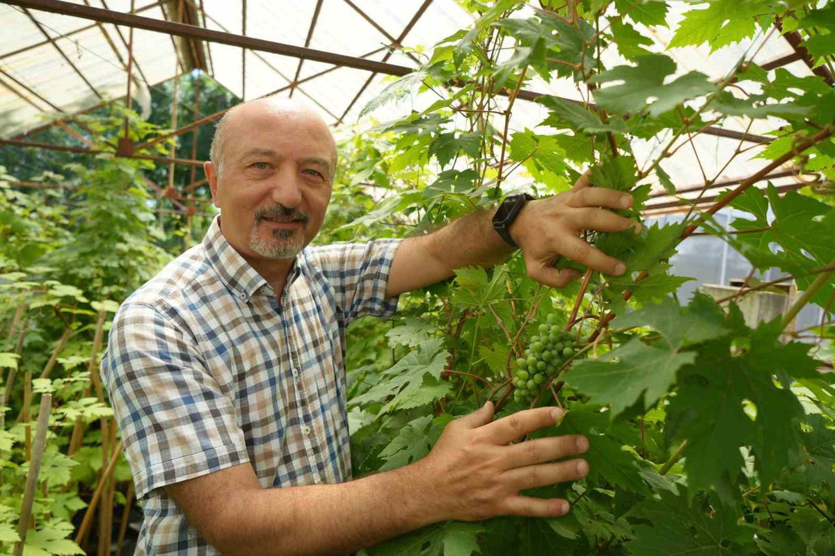 Samsun Ondokuz Mayıs Üniversitesi Ziraat Fakültesi'nde geliştirilen yeni nesil üzüm çeşitlerini gösteren bir görsel.