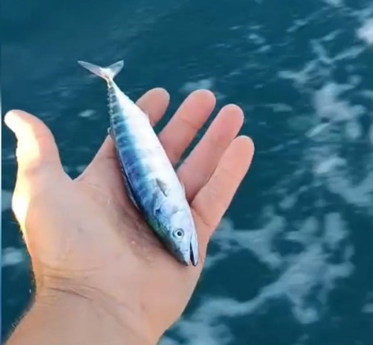 Sinop’ta sezonun uğuru yakalandı