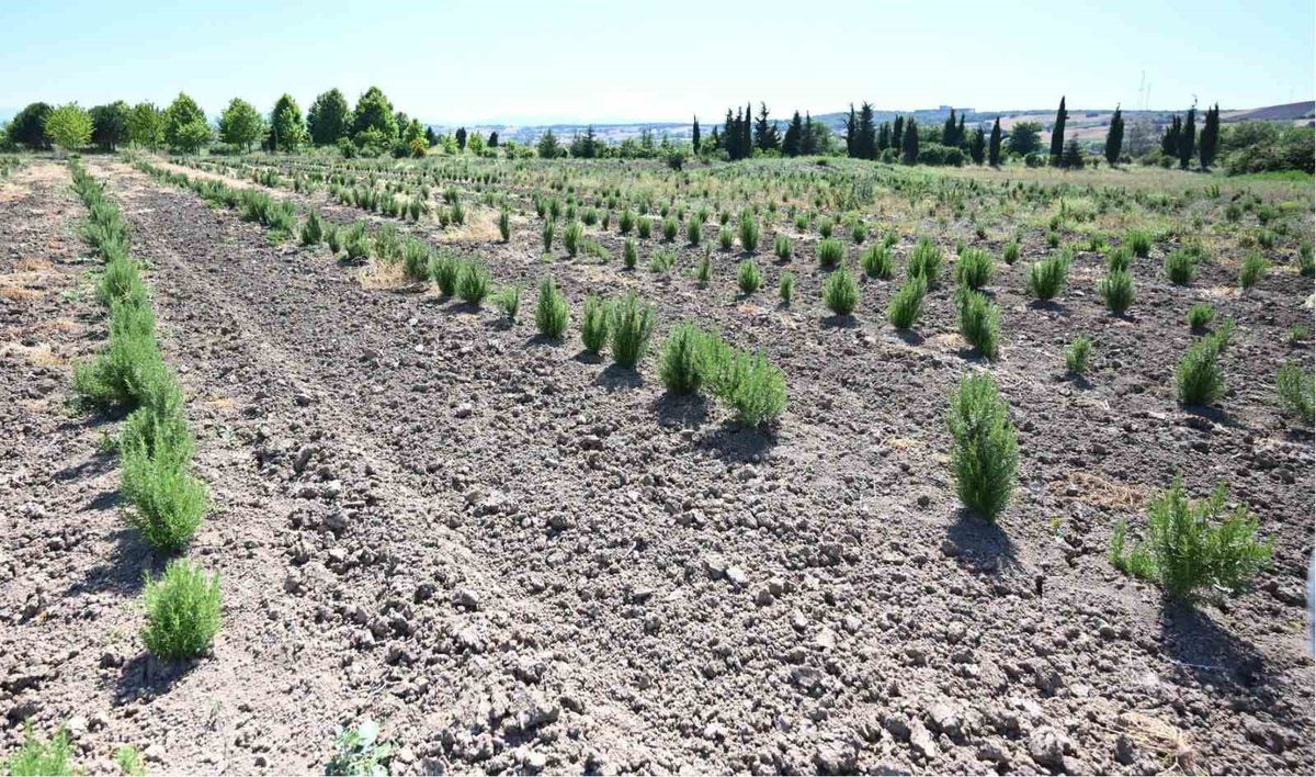 Samsun'da orman köylüleri tarafından toplanan karayemiş, ahlat ve defne gibi tıbbi ve aromatik ürünler.