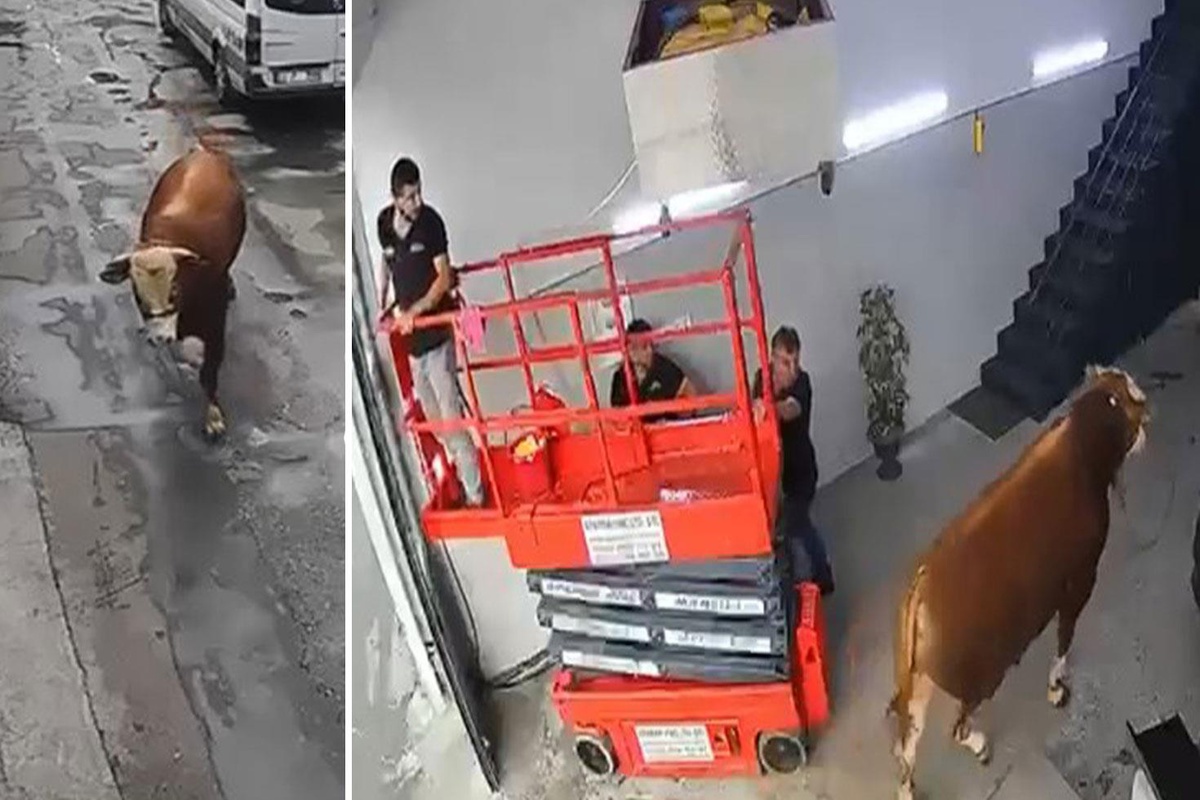 Ümraniye’de kaçan boğa sanayi sitesinde dükkana girdi, çalışanlar panikle kaçtı