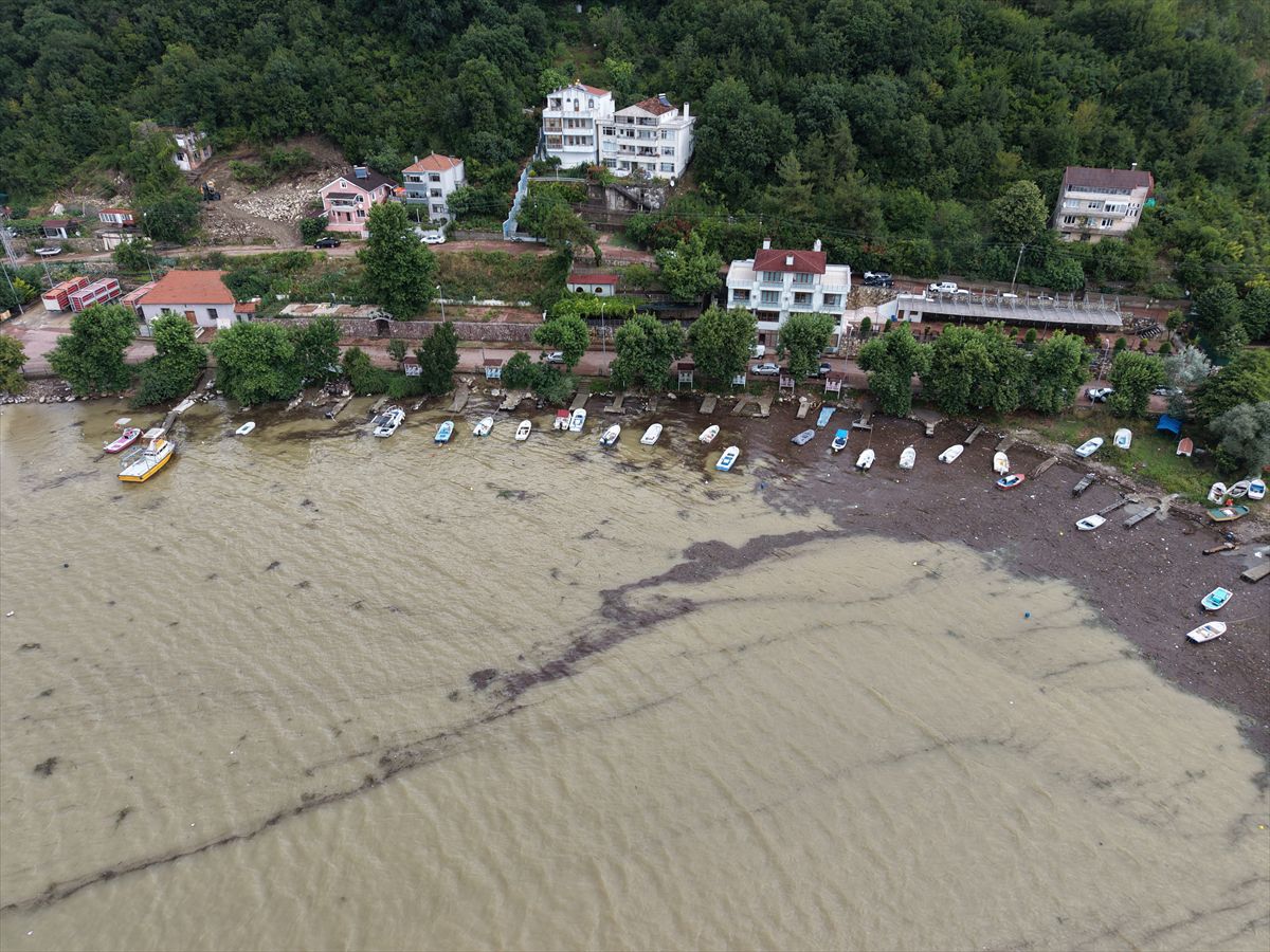 Cide'de su taşkınları limanı balçık ve odunla kapladı