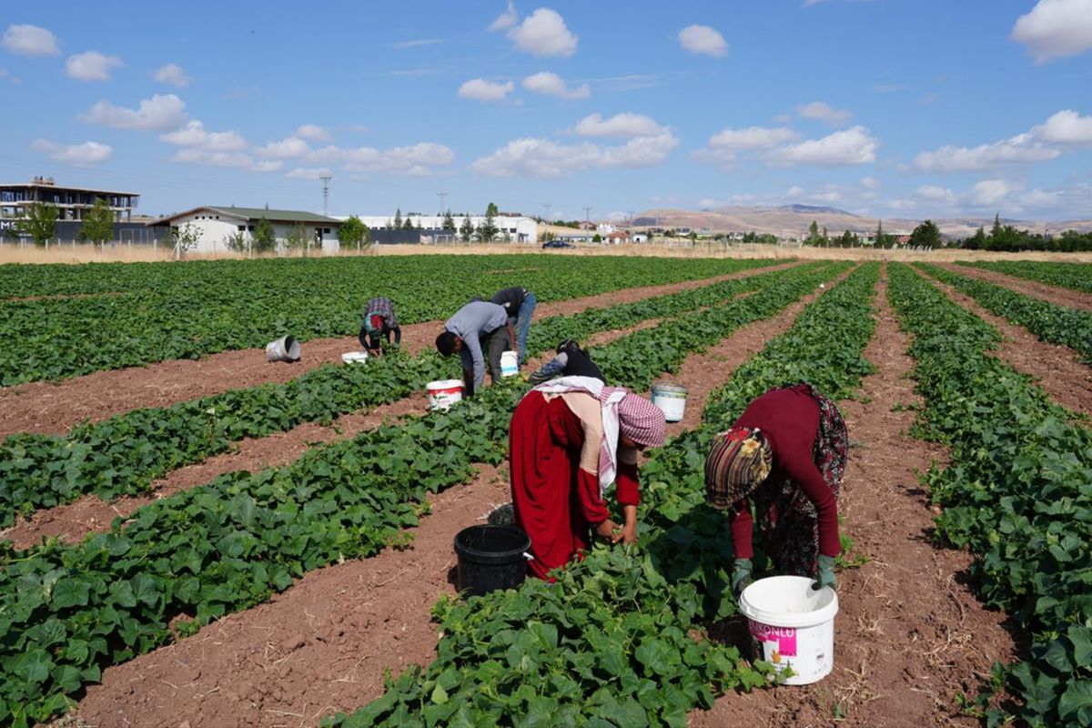 Yeşil altın hasadı başladı: Milyonların sofrasını süslüyor