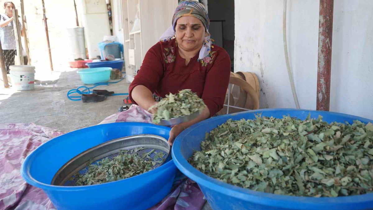 Nesillerin ikinci kez tanıklık ettiği ’kudret helvası’ bolluğu yöre halkını sevince boğdu: 'Bu Allah’ın nimeti, Mezopotamya’nın eşsiz hazinesi'