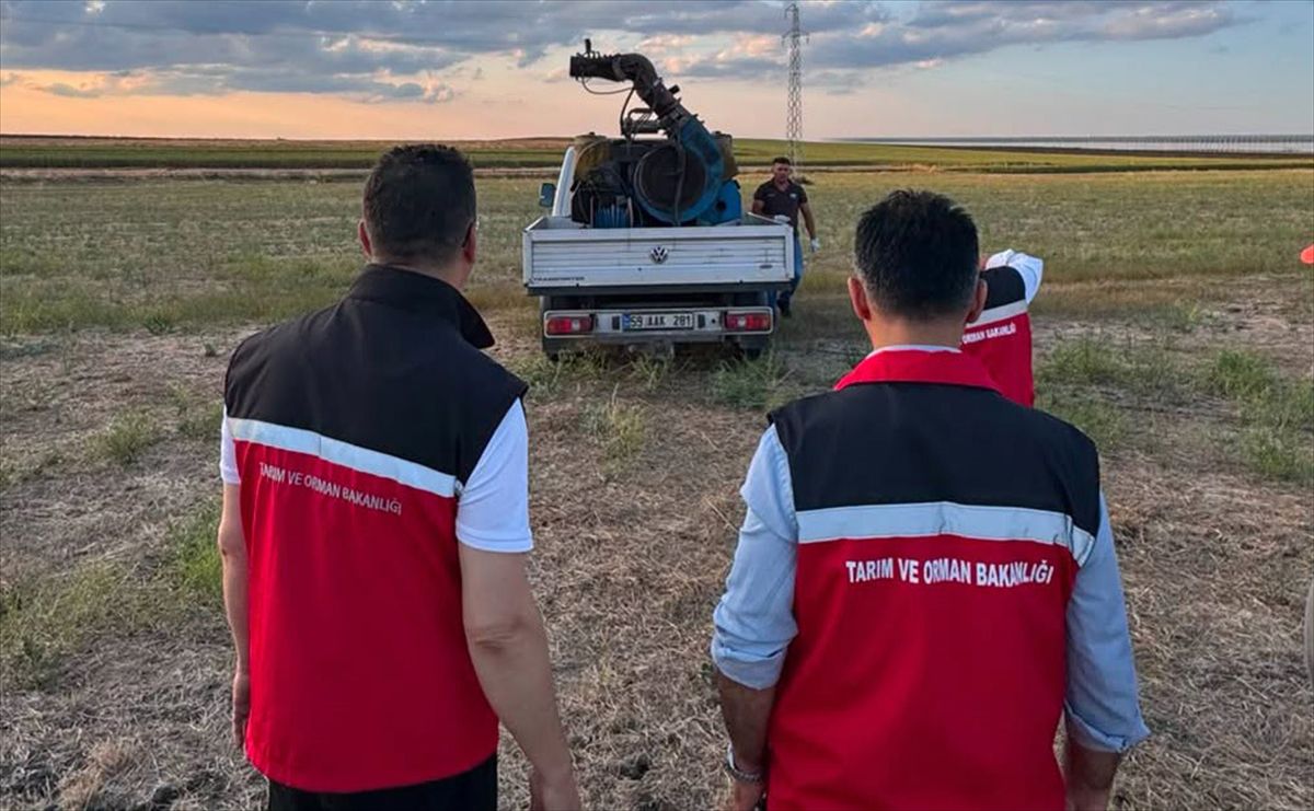 Tekirdağ'da çekirge popülasyonu takip ediliyor